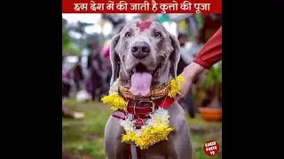 kuuto ki Puja. Kukur Tihar. #dogfestival #kuttapuja #loyalty