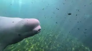Очаровательная белуха крупным планом в Seaworld San Diego