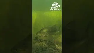 Clatter Craw Largemouth Bass! #shorts