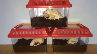 Rehousing OBT Slings