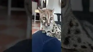 Introducing My New Furry Friend: The Enchanting Genetta