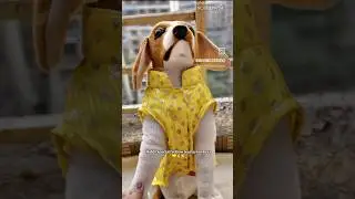 Yellow Kurta For Dogs |Haldi💛| How to|Cutting Stitching|Learn #Dogdress#Shorts#sangeetwear#weddings