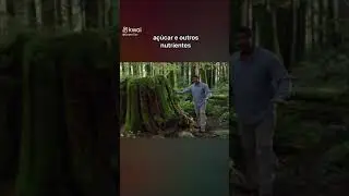 A internet da floresta! Entenda a intera&ccedil;&atilde;o das &aacute;rvores de uma floresta com o solo vivo💚