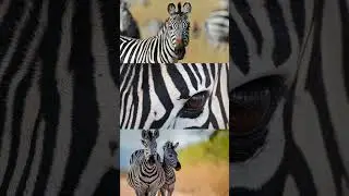 International Zebra Day