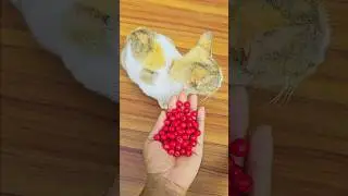 Satisfying Cat ASMR 🐾 Reverse Beads in Motion | Relaxing Visual ASMR | Meow fun tv #cat #funny #cute