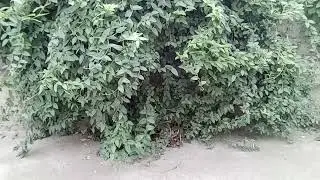 Хадис  зделал 2 канал 