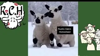 Happy Hogget Sheep Running ai