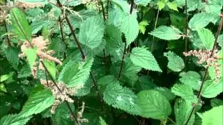 Urtica dioica