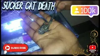 aaj rainbow shark na sucker cat ko mar😭 dala oscar😰😱 na eat kar liya.like and subscribe plz