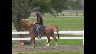 TWHBEA reg. stallion