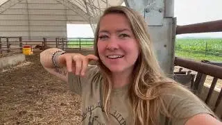 Cow/Calf barn update, bulls & more | Day in the life of a 26 year old farmer | farm vlog
