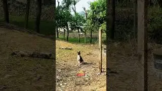 Drone Prank With Dog 😂 || Village Drone Chaos 😱 || #shorts #drone #prank #funny