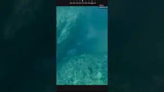 【貴重映像】魚リリース  ～生態観察編～ #discharged  #釣り #水中撮影 #underwater #水中映像 #fishing #ocean #自然 #リリース  #shorts