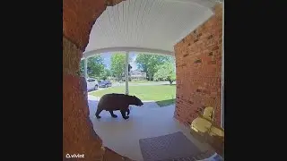 NC officials say bear activity on rise, urge caution
