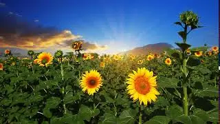 Flowering Sunflowers - Stock Footage from Videohive