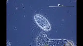 Wimpertierchen Pleuronema coronatum
