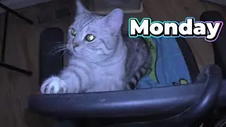 Guillory Cats Monday! 😻