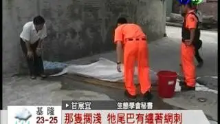 流刺網非法捕魚 恐害白海豚絕種!