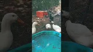 dux and duck butt🪿🪿⚪🤍