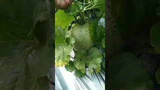 ngene ki nages Ra metu ilue melone kecelup #petanimuda #petanimelon #petaniindonesia