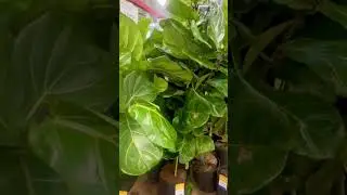 New House Plants At Sam&rsquo;s Club