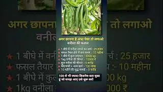 बनीला की फसल 💸 #motivation #businessideas #shortsvideo #facts #foryou #smallbusinessideas #shorts