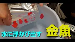 アルミホイルに書いた絵が浮く!!アルミホイルの金魚を泳がせてみた【実験】