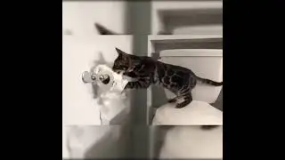 Chat dr&ocirc;le 2021