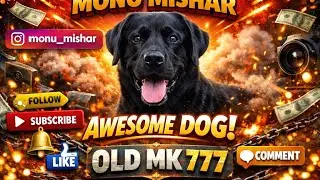 Black Labrador Dog #Long #Video 🐕 | Real Life Labra #like| Emotional & Powerful #Story💬 | OLD MK 777