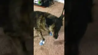 Dog Tries on Shoes #shorts