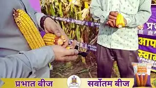 जायद मक्का के लिए भरोसेमंद बीज &ndash; प्रभात गजनी
