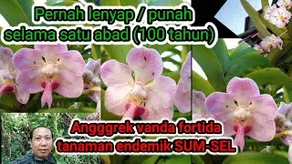 VANDA FOETIDA | ANGGREK ENDEMIK SUMSEL