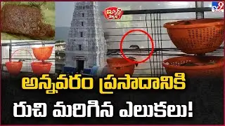 iSmart News : అన్నవరం ప్రసాదానికి రుచి మరిగిన ఎలుకలు! | Annavaram | Rats - TV9