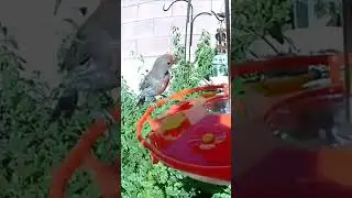 Finch Baby