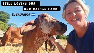 Loving and Enjoying Our New Cow Farm in El Salvador.  Feeling Blessed. 