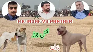 bully dog badal fix jor | owner bully dog badal sardar abdulqayyom khan & malik mumtaz,s