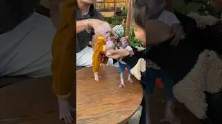 #monkey #animals #cutebaby #monkeybaby #animals #animal #monkeys #shorts #babycute #asmr