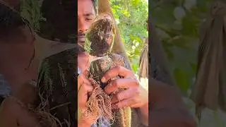 Kuche Fish Cutting।#foryou #trending #youtubeshorts #shorts #fishing #viral #video #nature #love