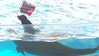 『大洗水族館』イルカ・アシカ オーシャンライブ♪（2020/03/15) 10：00～