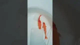 How to Breed Rosy Barb fish 🐟 (#video )..