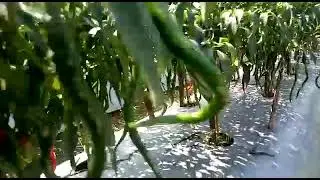 aplikasi pupuk organik pt best Eco farming pada tanaman cabe