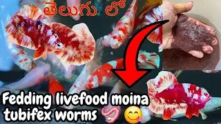 Bargonsai Betta Fry Feeding Frenzy with Moina & Tubifex Worms! (2025 Update)