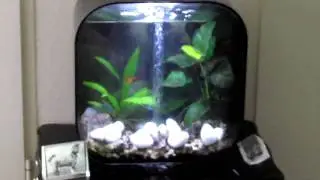 My Biorb Life 30 aquarium
