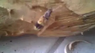 Histoire d'un Phoracantha semipunctata