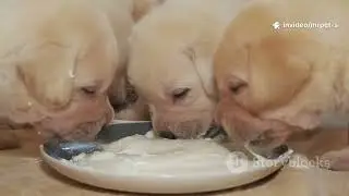 Under 3month pets diet#vet #dogcare #animalwelfare #dogeyetreatment mr.pets