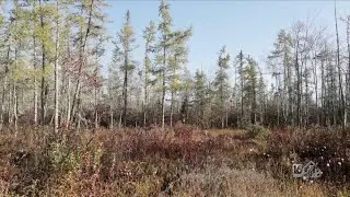 The Cranberry Bog Preserve In Tannersville