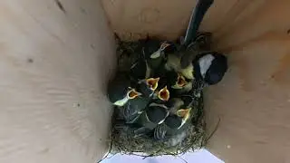 how birds organize the transport of food and poop