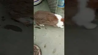 #rabbitrabbit #viral #youtube #youtubeshorts #rabbit #funny #pet #india #comedy #funnyrabbit