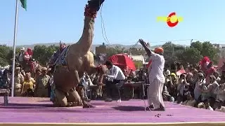 Best Camel Dancing - Pushkar Cattele Fair in Rajasthan India
