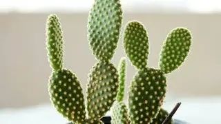 केक्टस का पानी पीना जानलेवा हो सकता है?#CactusFacts  #SurvivalTips  #DesertDanger  #NatureWarning